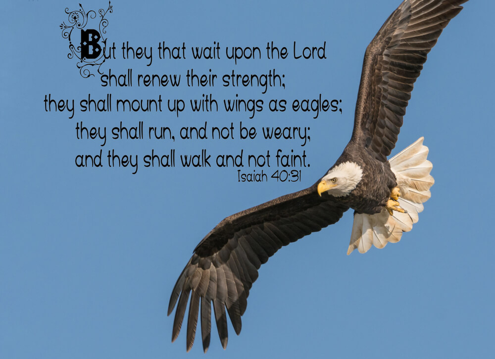 but those who hope in the LORD will renew their strength.
